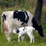 Корова в славянской языческой мифологии